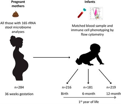 Maternal gut microbiota during pregnancy and the composition of immune cells in infancy